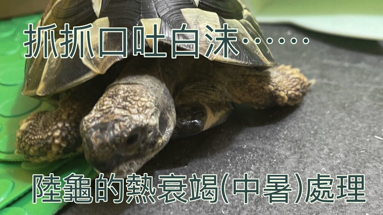 抓抓口吐白沫了... 陸龜的熱衰竭處理