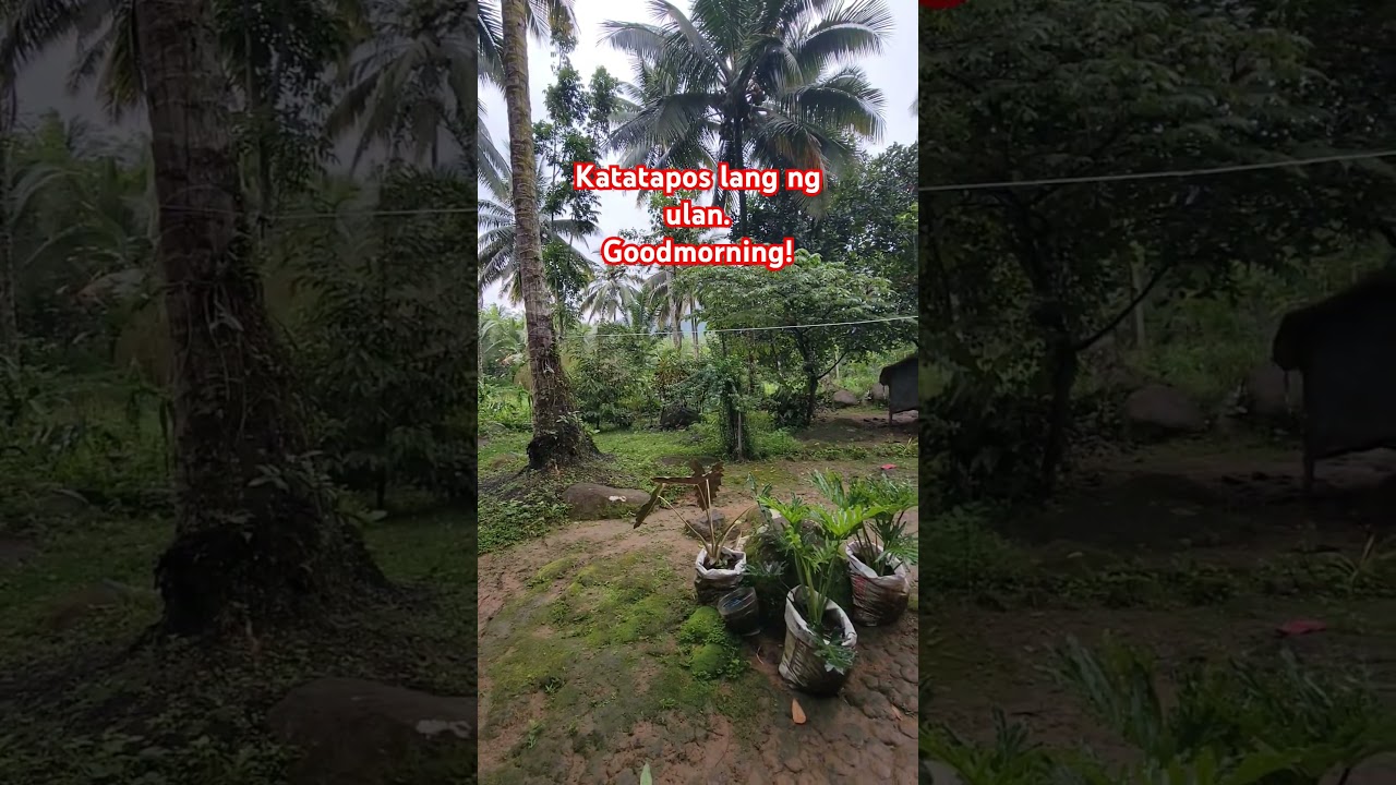 Rainy morning in the province #nature #provincelife #love #magandangbuhay