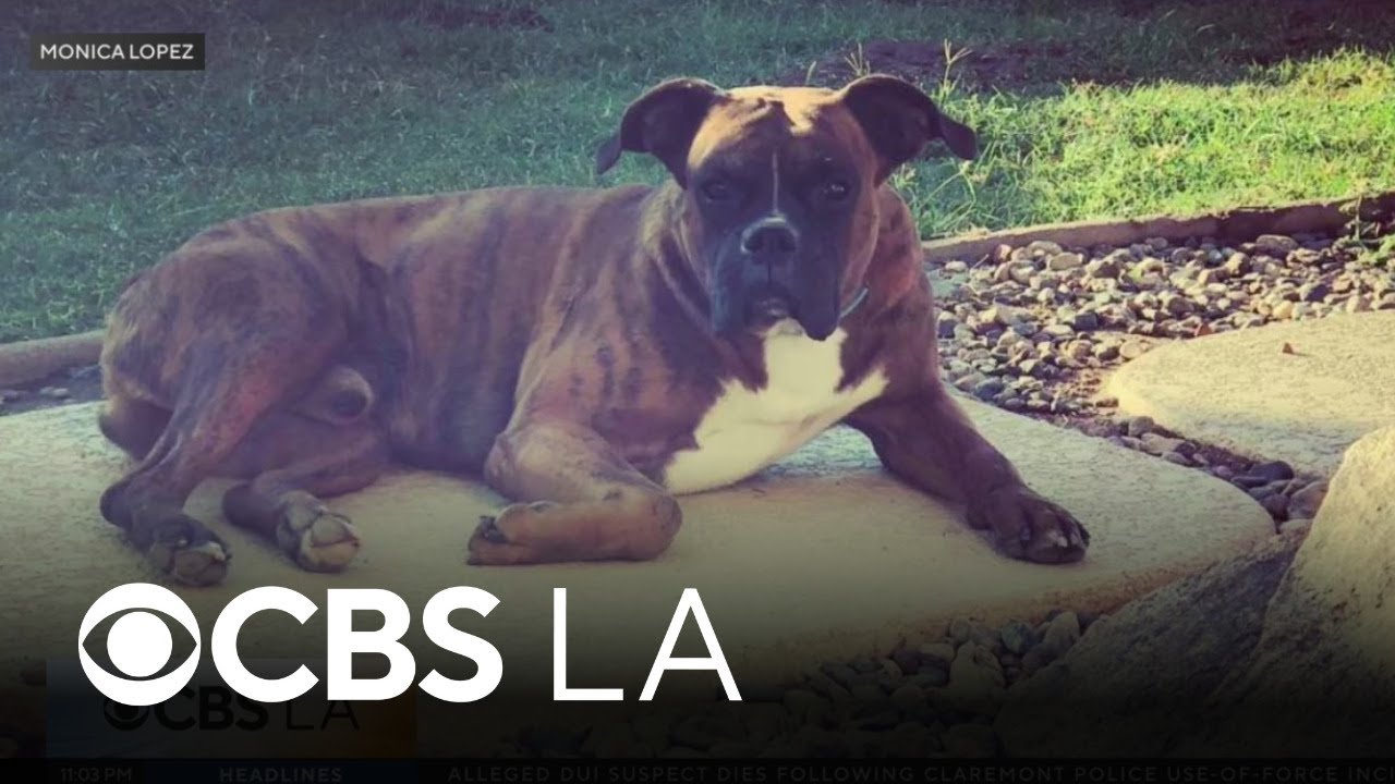 Covina family's pet dog killed after Thanksgiving Day burglary