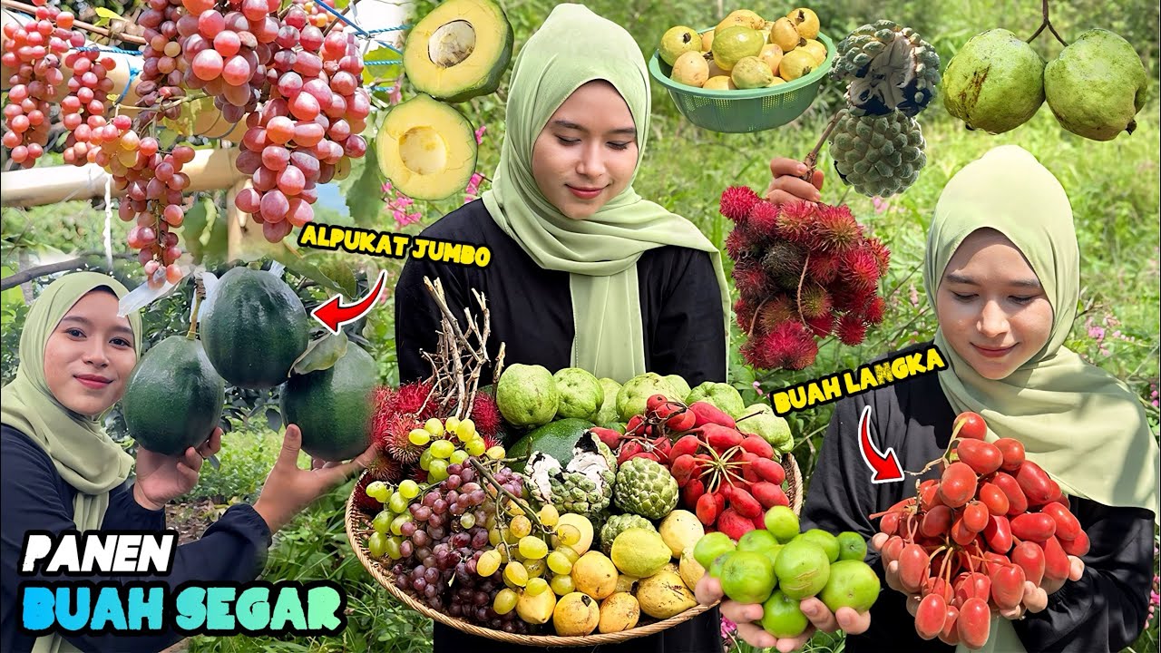 Petik buah-buahan dikebun | Panen buah segar