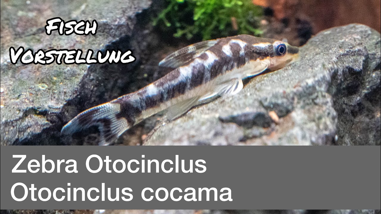 Zebra Otocinclus - Otocinclus cocama | Liquid Nature Fisch Vorstellung