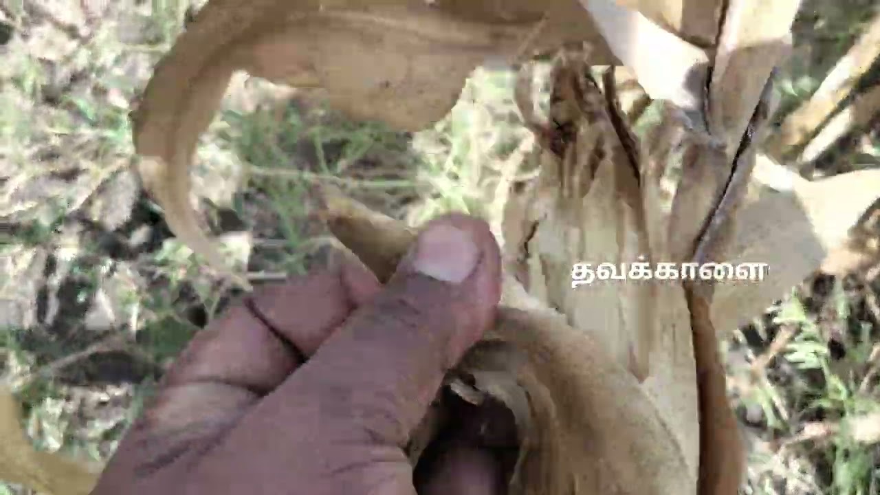 வாங்க காட்டுக்கு போகலாம் ||  துத்திநத்தம் கிராமத்தில் போடப்படட்டுள்ள விவசாயப் பொருள்கள் க்