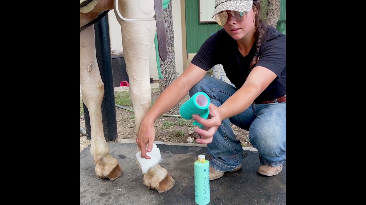 How to Vet Wrap a Horse's Cut