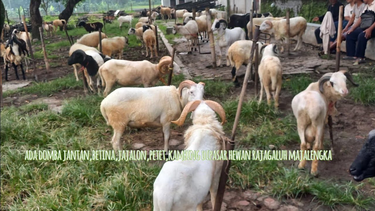 Harga Domba dipasar hewan  rajagaluh majalengka