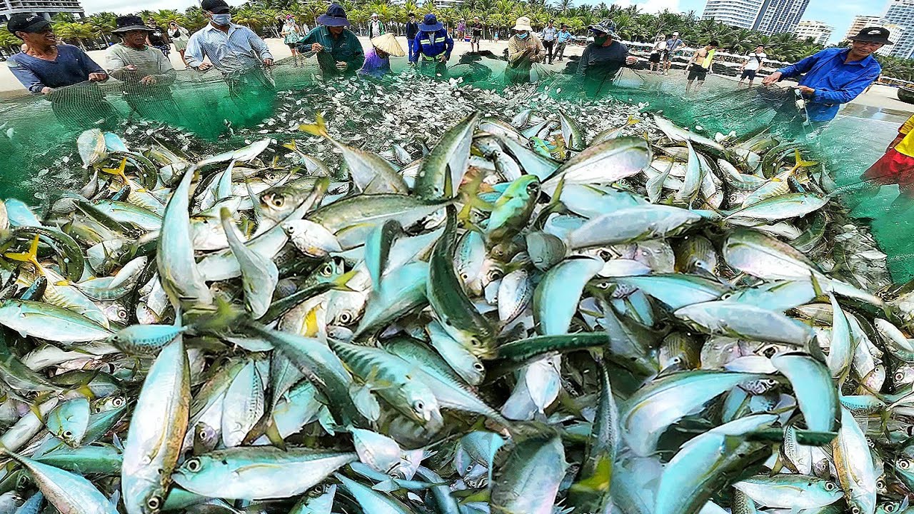 Ngư Dân Bất Ngờ Đánh Được Vô Số Loài Cá Tại Bãi Tắm Phạm Văn Đồng TP Đà Nẵng