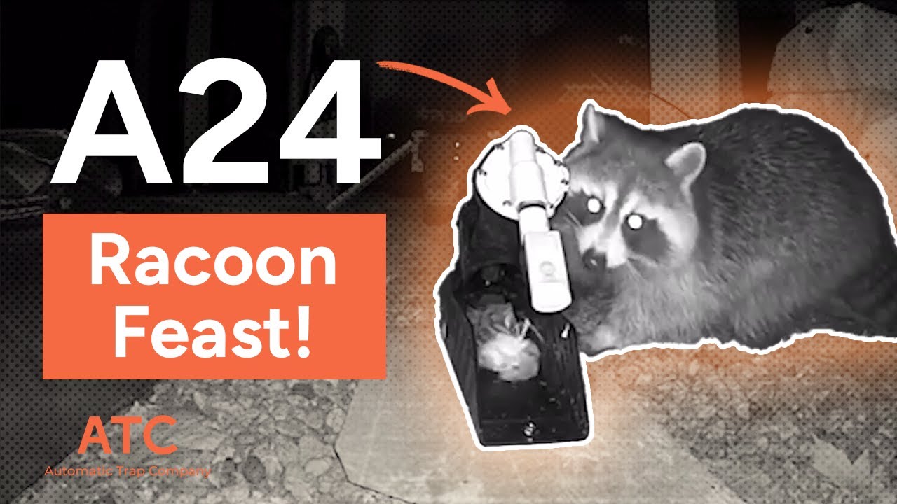 Raccoon Feasts On Rat Trap Leftovers