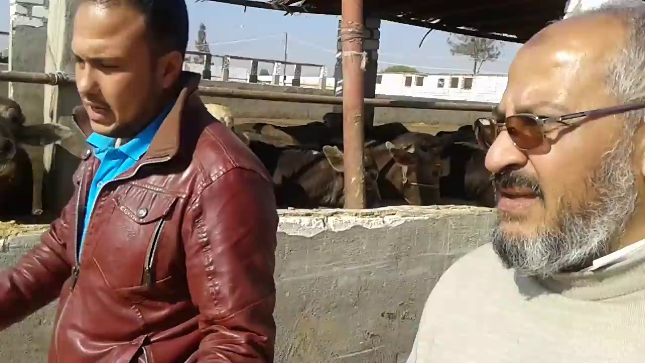 مزارع عجول  مزارع ابقار مزارع جاموس مزارع اغنام مزارع ماعز  ماعز بور Calves, cows farms Farms Buf