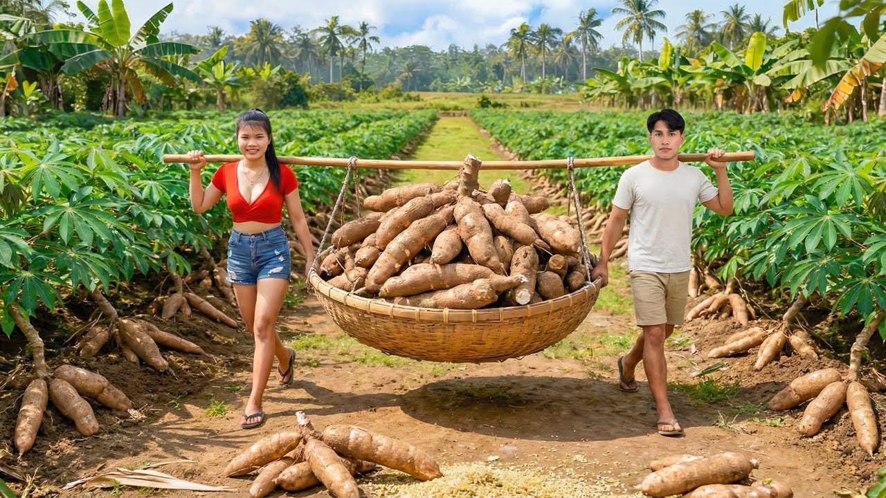 Harvesting 1000+kg GIANT Cassava on The Field Go To Market Sell, Steamed Cassava with Coconut Recipe
