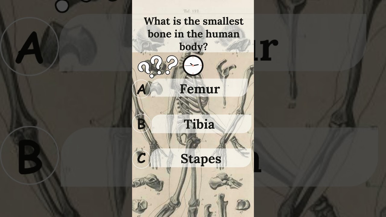 Smallest bone in the human body 🦴| Tibia, Femur, Stapes | General knowledge | Biology  