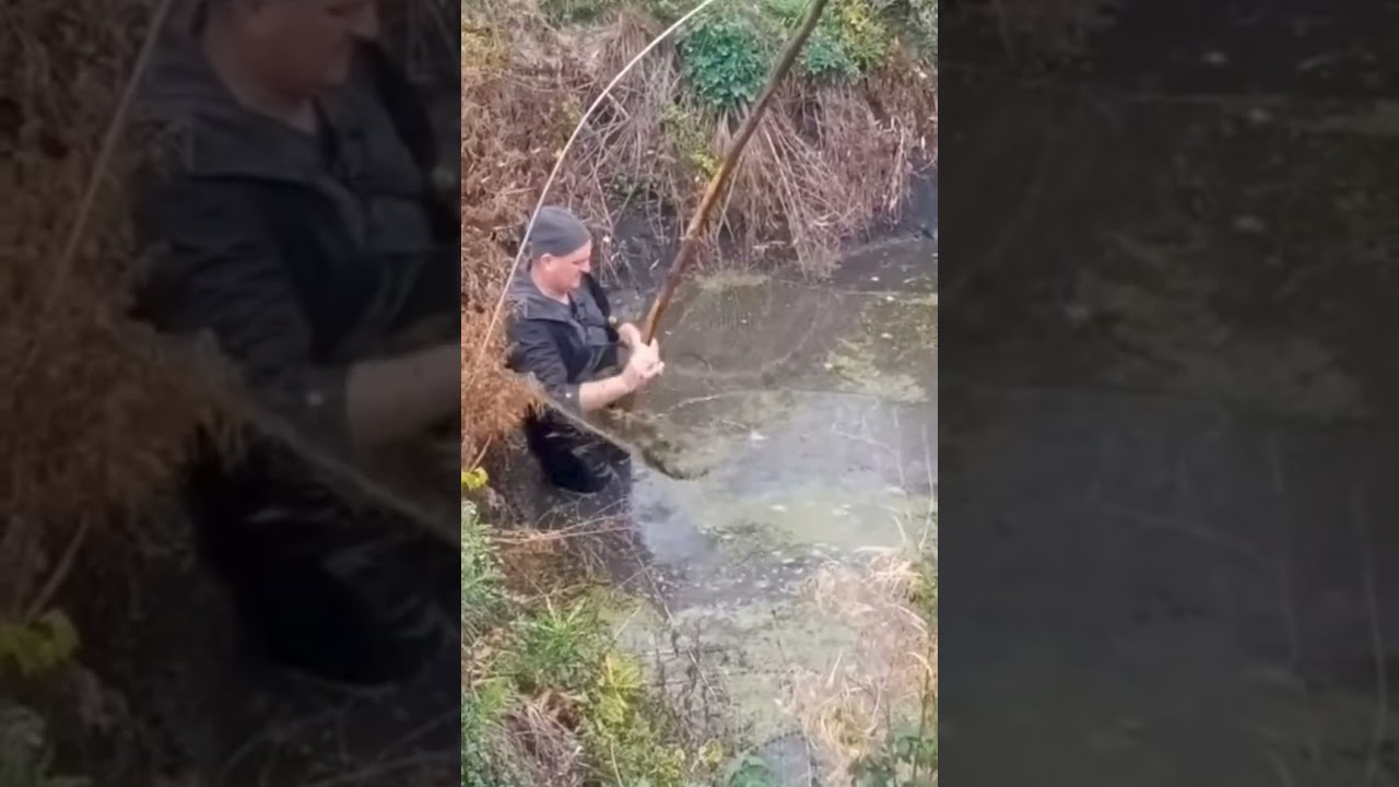 Риба,павук,болото,дощ, все,як я люблю.