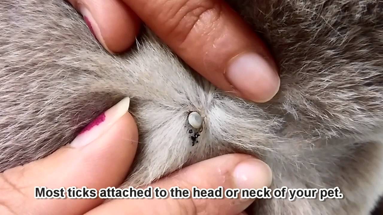 Paralysis Ticks - Signs and Prevention - Fortitude Valley Vet