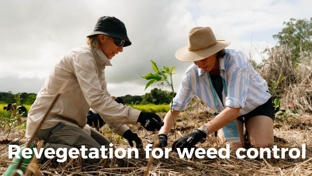 Using Revegetation for Weed Management