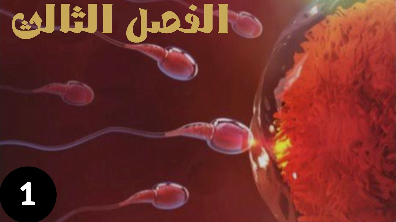 � أحياء السادس العلمي | الفصل الثالث – تكوين النطف  والبيوض