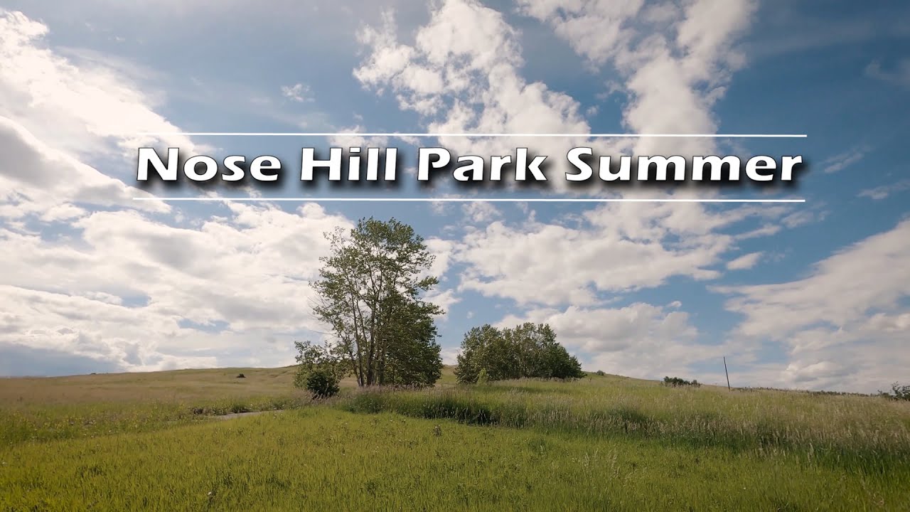 Nose Hill Park Summer 2020 | Journey Alberta