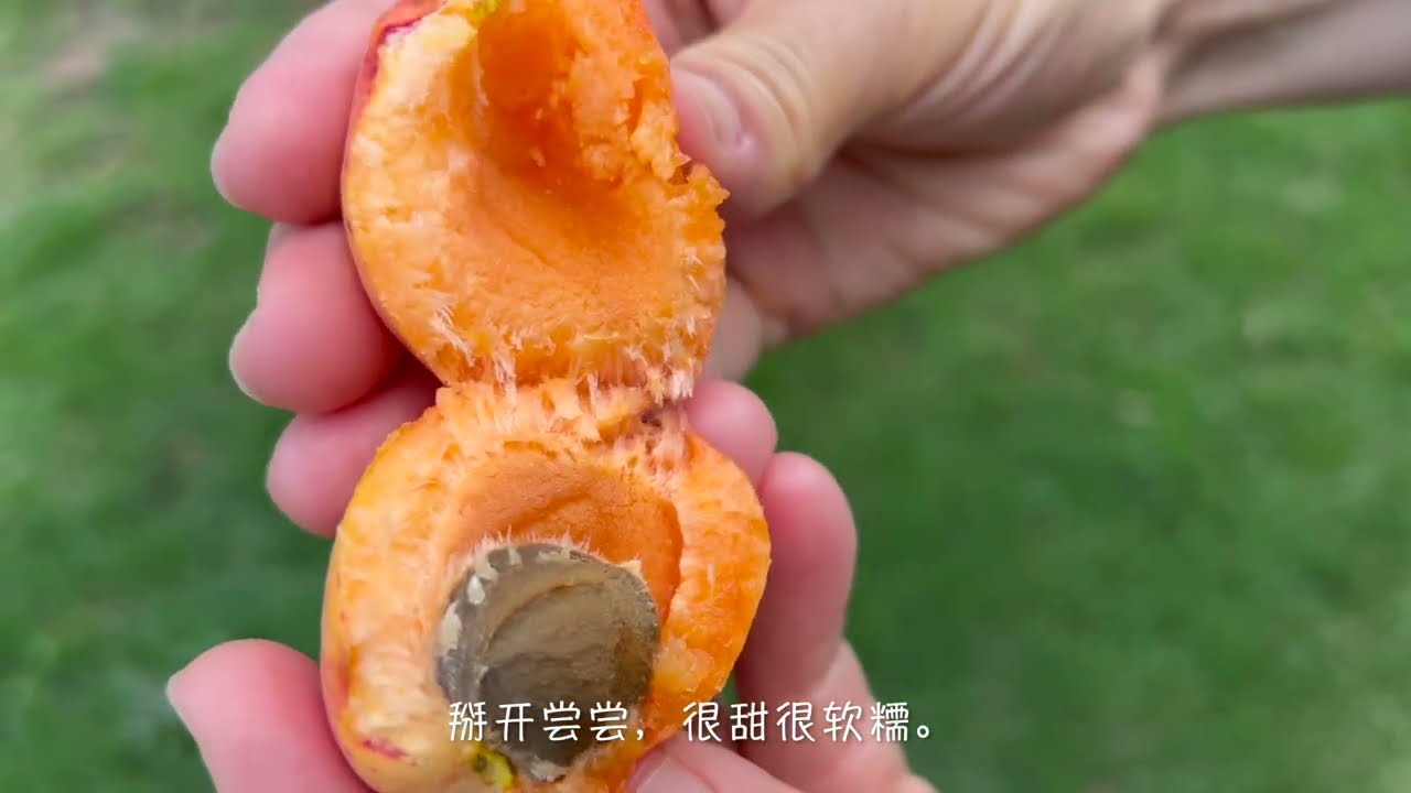 黏土地上种杏树，不浇水，不施肥，果子多到吃不完。