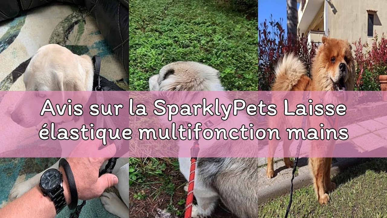 Avis sur la SparklyPets Laisse élastique multifonction mains libres avec laisse amovible – Bandouliè