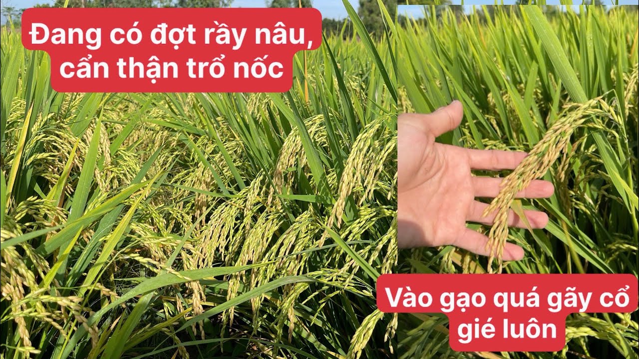 Đài thơm, 85 ngày tuổi, cẩn thận rầy nâu, rầy lưng trắng, rầy phấn trắng làm trổ nốc lép lừng gạo cổ