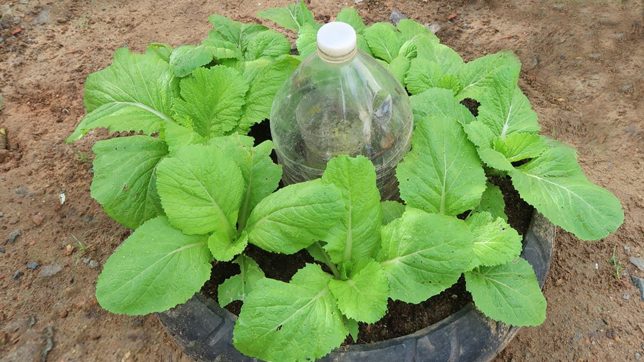 How to Grow vegetable in old tires for small garden | Growing vegetable from seeds