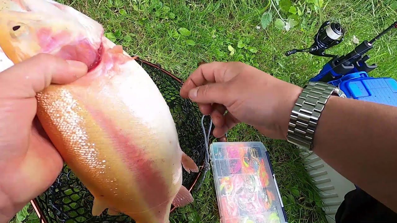Ultra Light Angeln auf Forellen  in Wester Ohrstedt