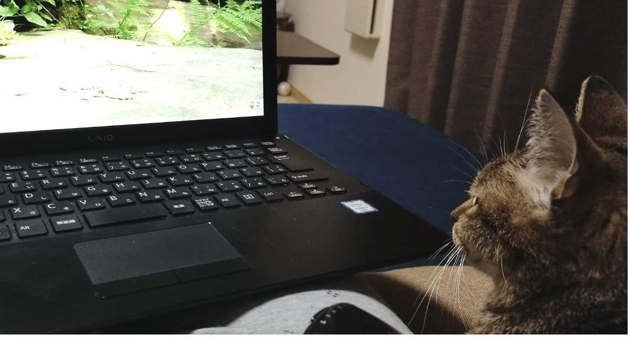 猫と一緒にYou Tubeを観ました／小鳥の映像【トライアル７日目最終日】＃７