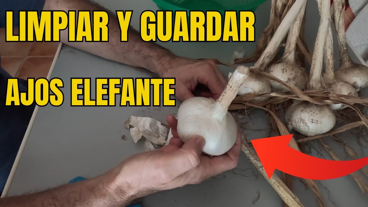 🔝Como limpiar y guardar ajos elefante, facil y rapido