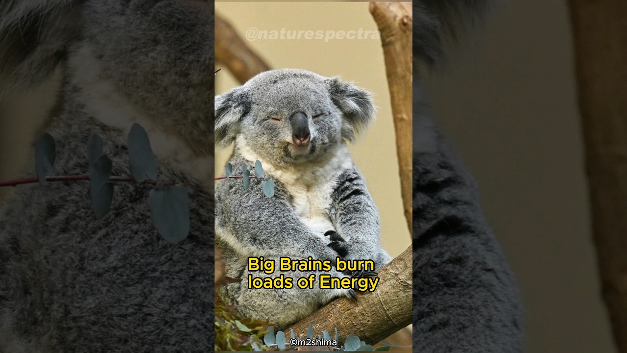 Koala | The Dumbest Creature In The Animal Kingdom