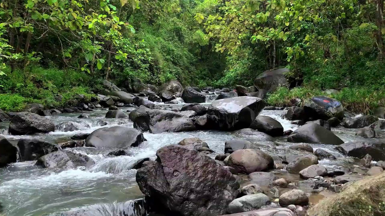 Find restful silence with flowing river ambience in a shaded mountain forest to ease your anxiety