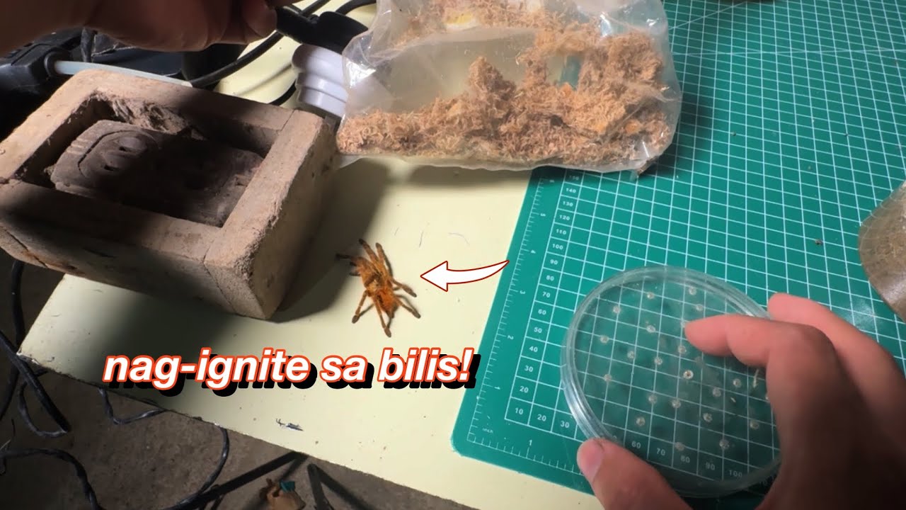 Sumugal kaya natakasan! Ignis Rehousing