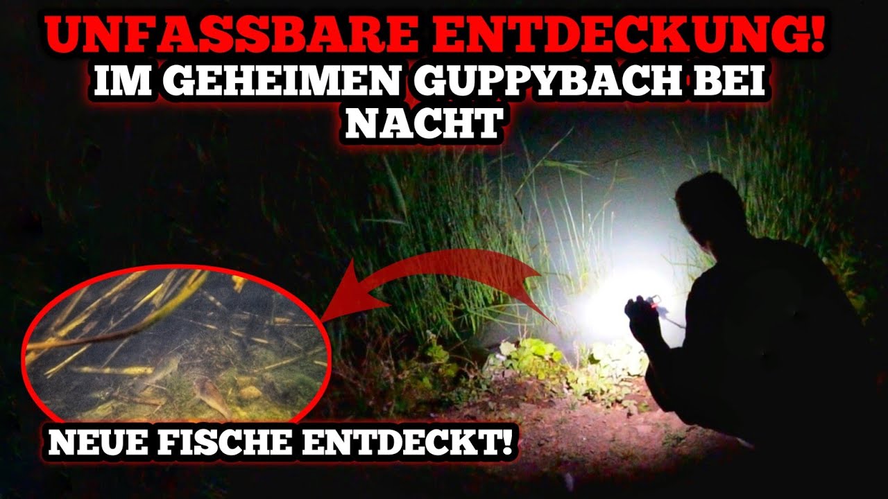 UNGLAUBLICH! Neue Fische im geheimen GUPPYBACH bei NACHT entdeckt!