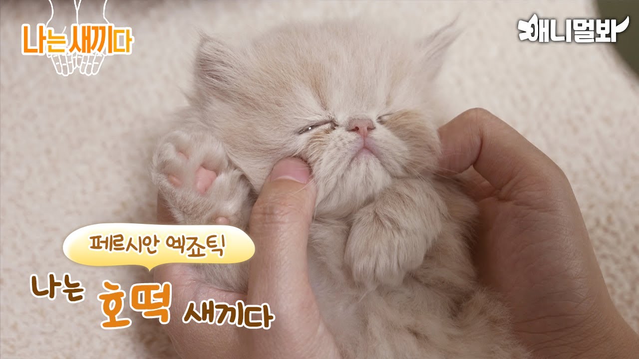 나는 태어난 지 33일된 페르시안 엑죠틱 새끼다[애니멀봐 나새끼 63호]ㅣI&rsquo;m a 33 Days Old Persian Exotic [I&rsquo;m A Baby 63th Lead]
