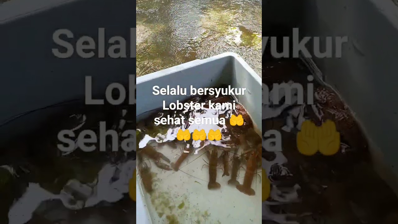 pembudidaya lobster jual bibit konsumsi dan pelatihan