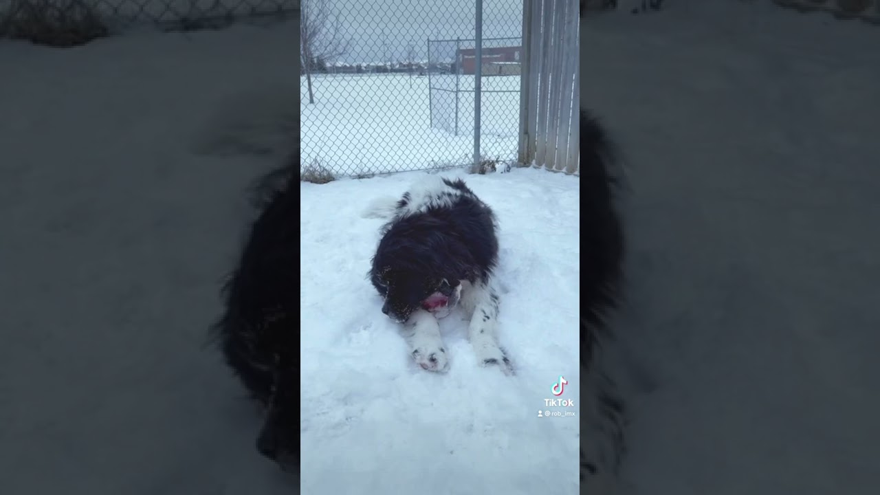 Landseer Newfoundland Dog Isn&rsquo;t Cold in -22&deg;F 🤣