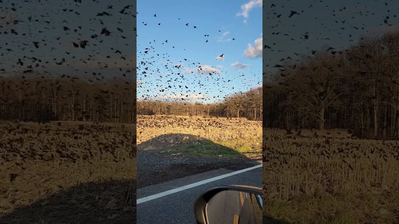 Driving through an enormous flock of red winged blackbirds near Blackbird State Park in Clayton? DE