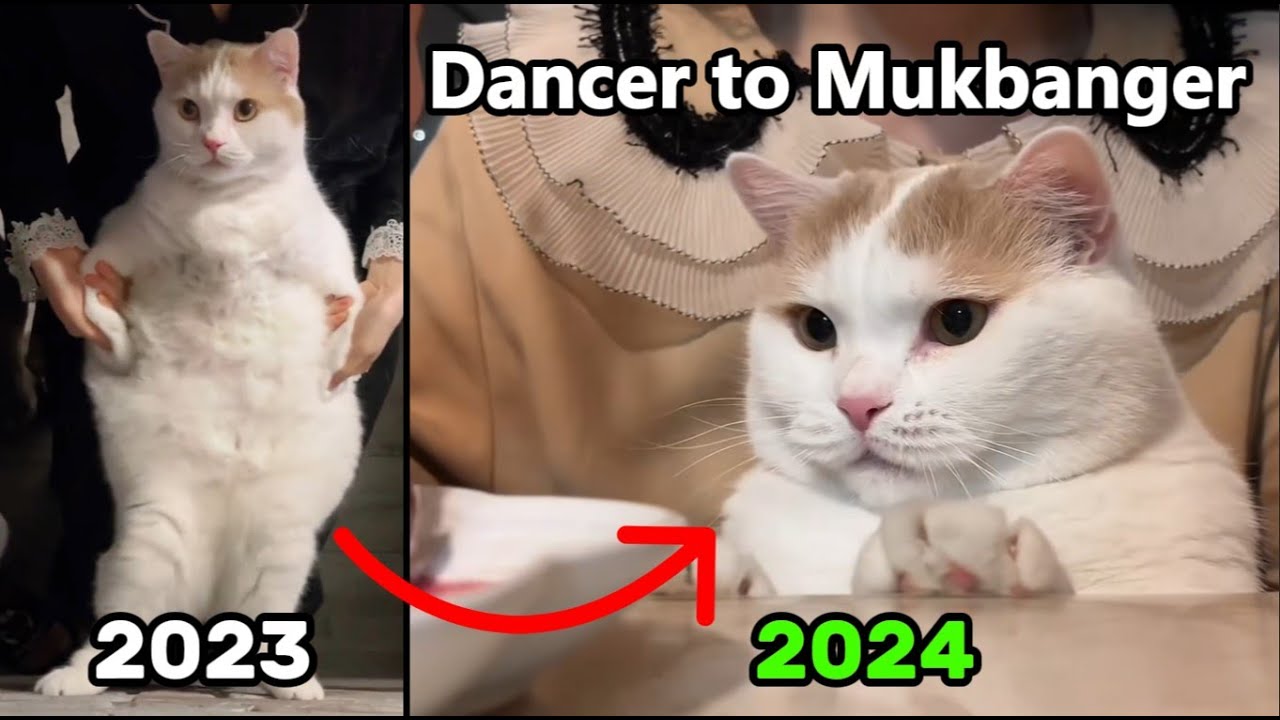 Famous Meme Cats of 2025