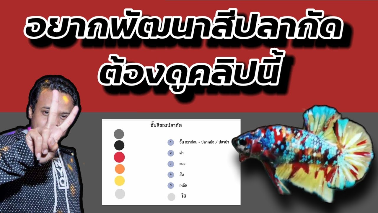พัฒนาสีของปลากัด ชั้นสีต่างๆ ปลากัดมีสีอะไรบ้าง คลิปนี้มีคำตอบ
