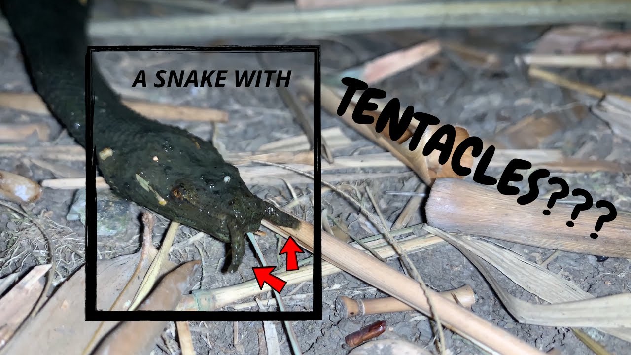 THE WEIRDEST SNAKE ON EARTH.