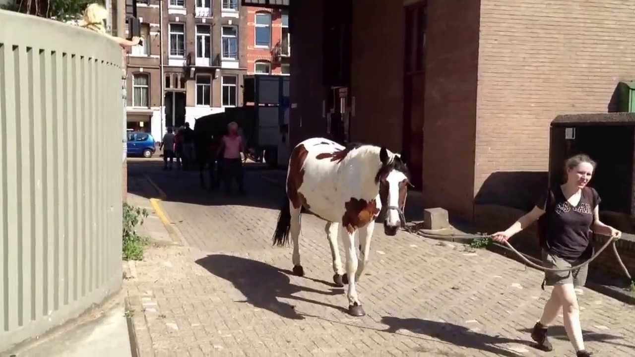Hollandsche Manege paarden terug naar Amsterdam zomer 2013
