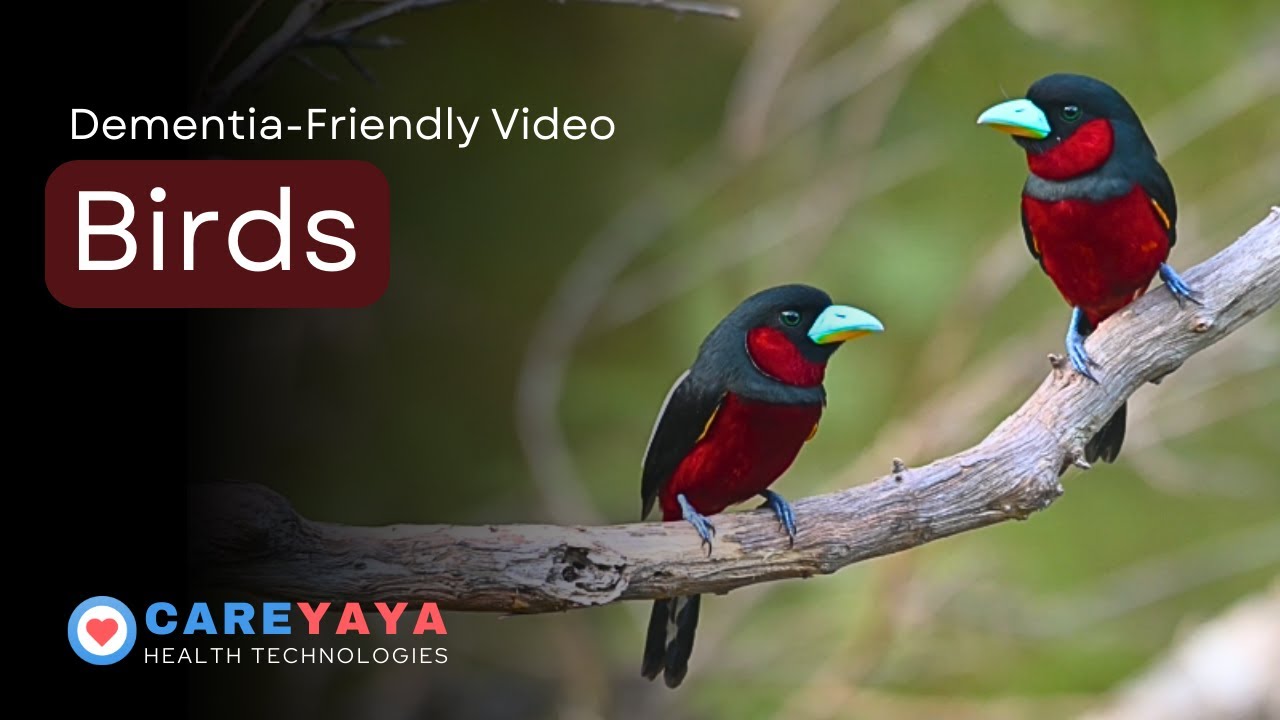 Calming Music Therapy for Dementia | Birds