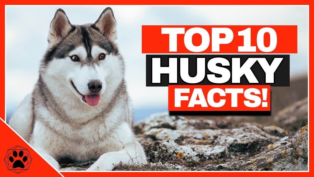 Mind Blowing Facts About Siberian Huskies You Never Knew!