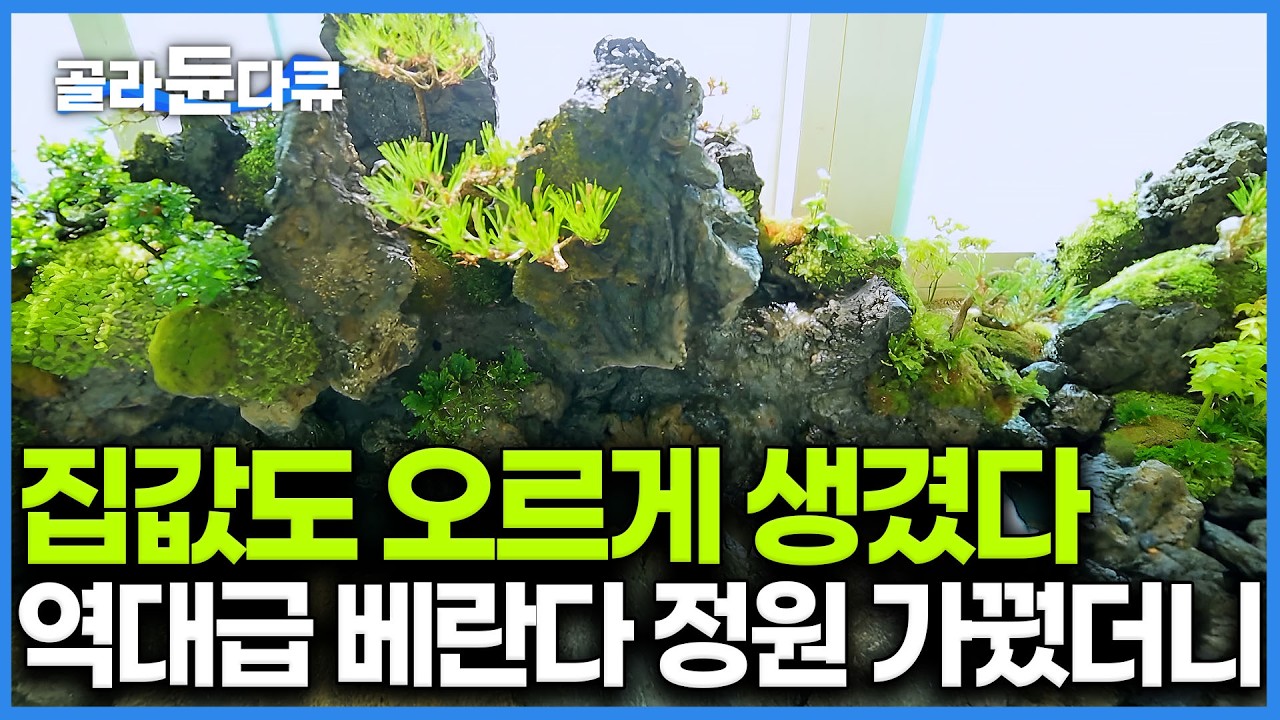 베란다에 식물만 늘어놓다가 제대로 사고쳤다. 마당없는 아파트에서도 이런 조경이? 설악산이 들어온 것처럼 바위에 이끼까지 완벽한 조경 인테리어｜극한직업｜#골라듄다큐