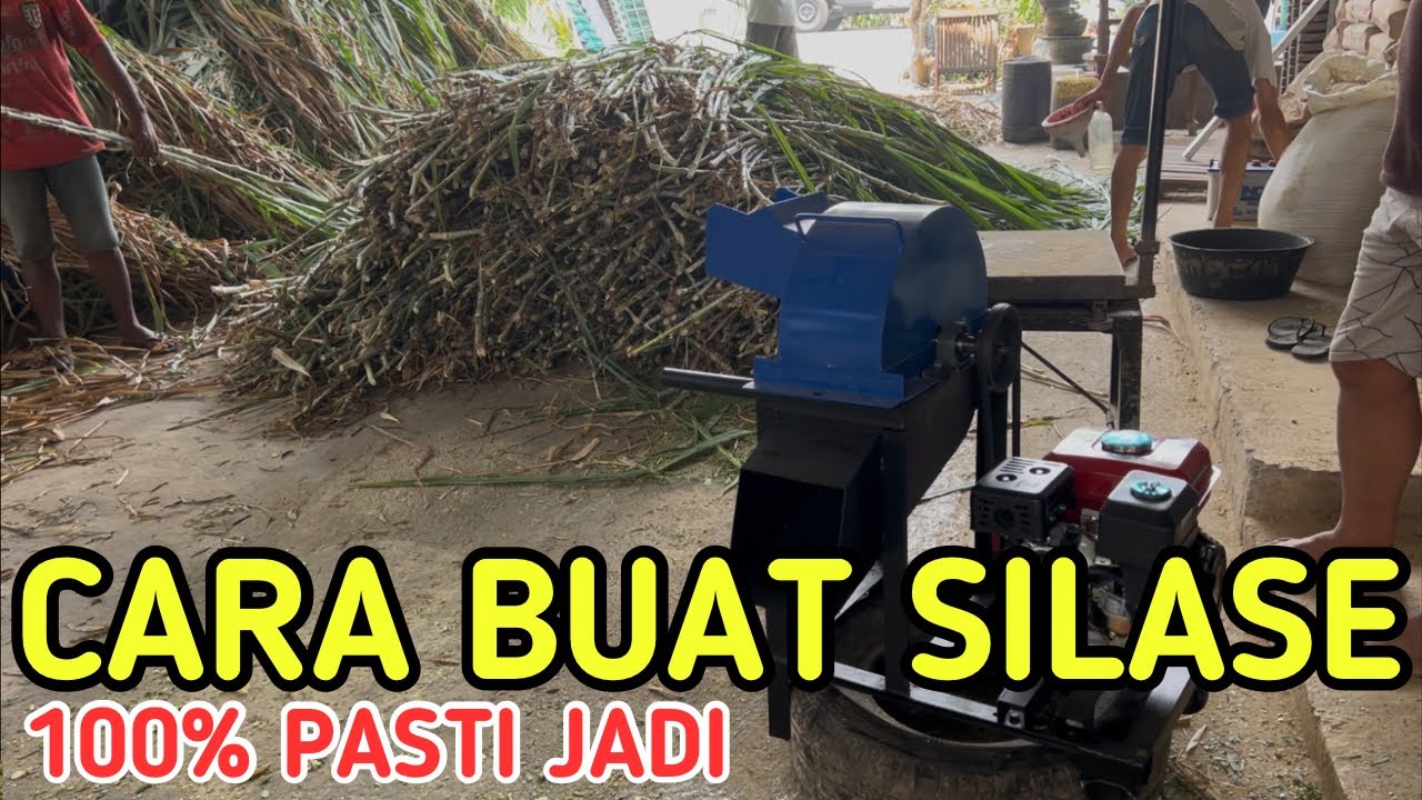 CARA BUAT SILASE RUMPUT PAKCHONG 100% PASTI JADI