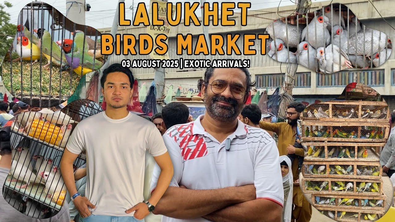 Lalukhet Birds Market 03 August 2025 | Rare Exotic Parrots & New Bird Arrivals Today