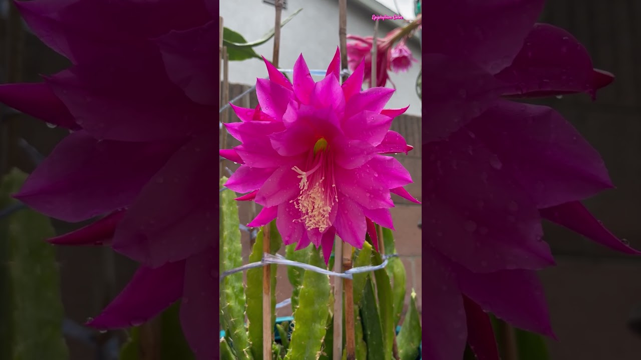 Epiphyllum Flower Varieties