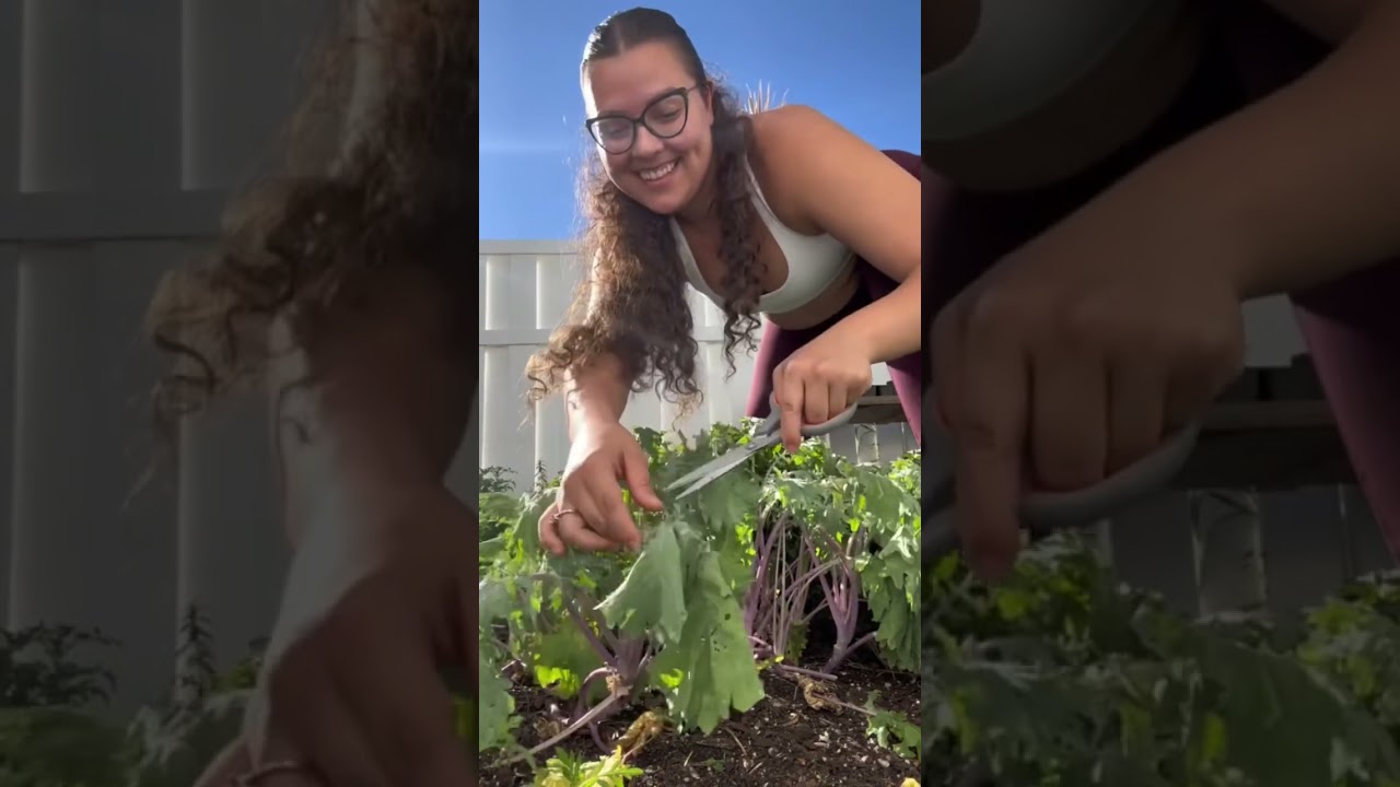 Harvesting red Russian kale + Brazilian spinach in Florida zone 10A | welcome to my garden