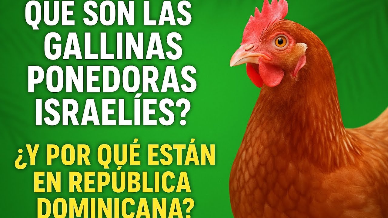 Que son las gallinas ponedoras Israelíes? Y por que están en RD? #gallinas #campo #gallos