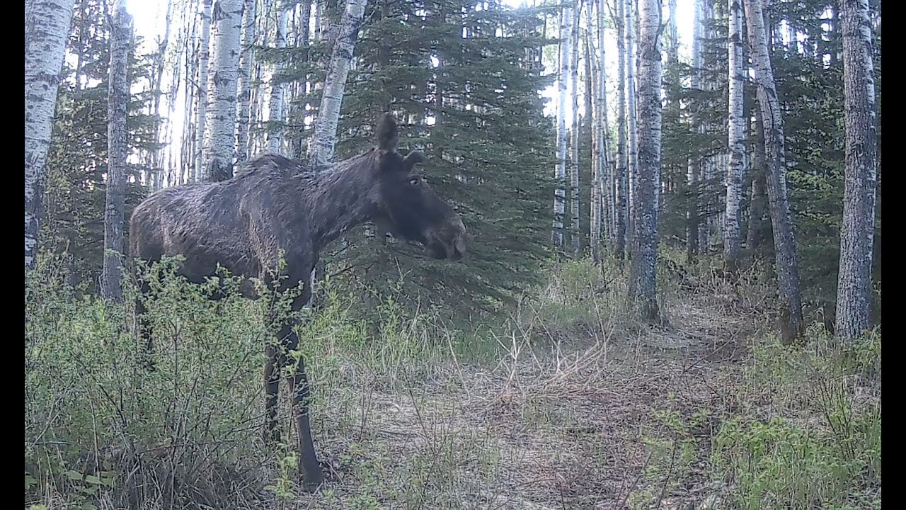 elk, bear, cougar, moose and deer in Alberta wilderness