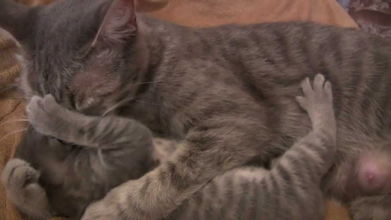 Mommy and adorable Baby Kittens. Day 24.