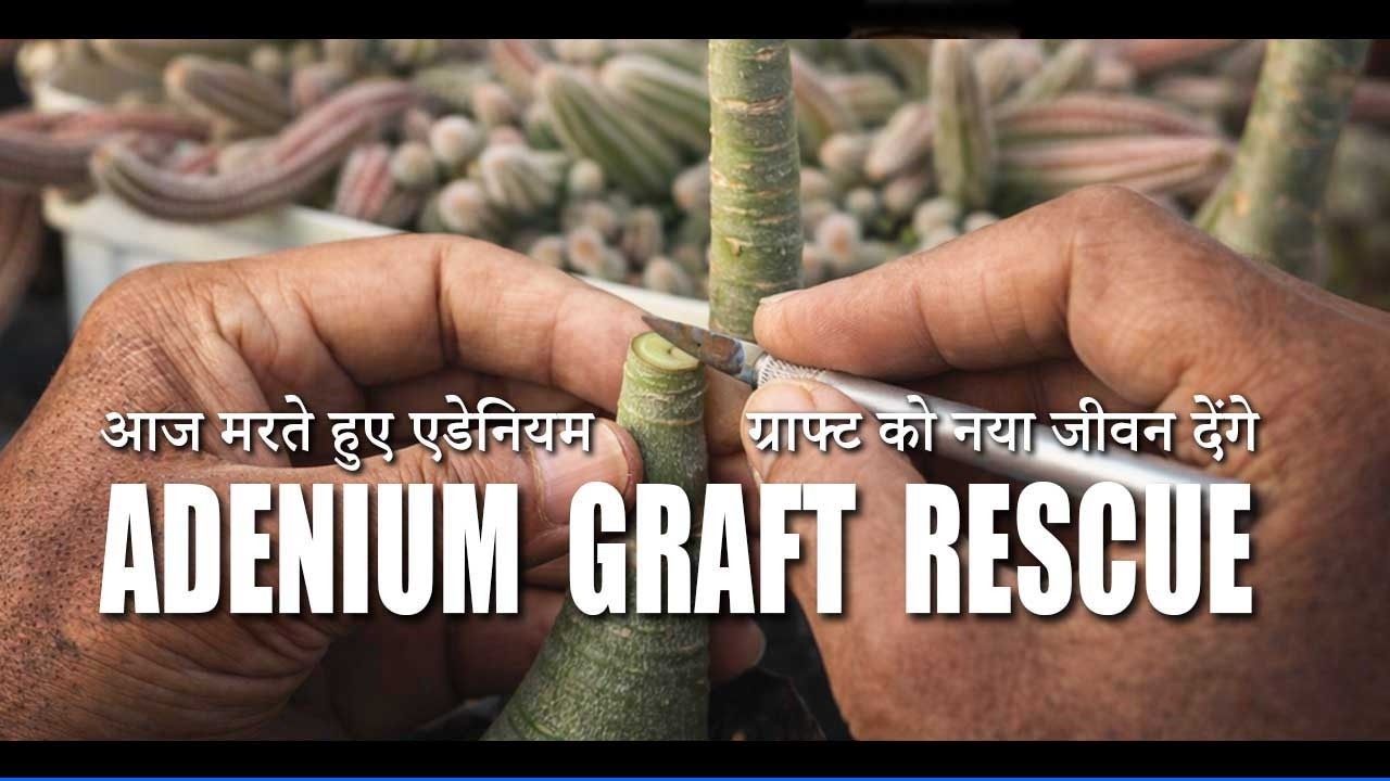 Adenium Graft Rescue #adenium #grafted #saveplant #plantrescue #rescue #gardening #howto #plantvlog