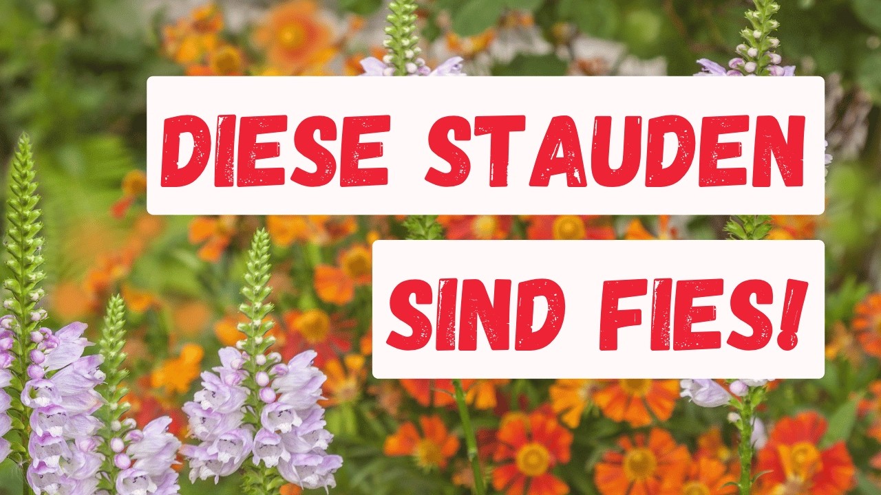 Die 7 schlimmsten Pflanzen – und deinen schönsten Alternativen