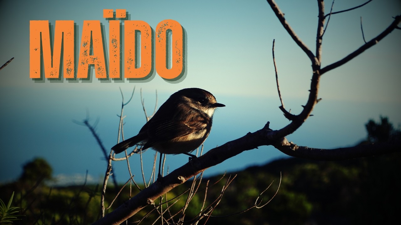 🇷🇪 Vlog 10 – Que cache le sommet du Maïdo au lever du soleil ? – REUNION